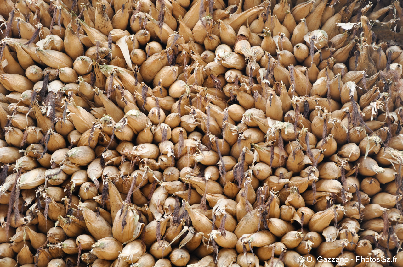 Maïs en train de seicher / Népal